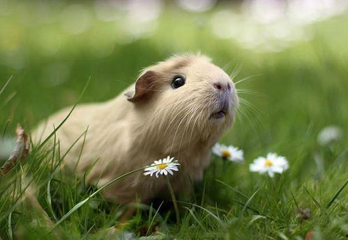 豚鼠变成人画画视频,探索跨物种转变的奇幻之旅-第2张图片-成人抖抈app