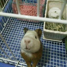 豚鼠变成人画画视频,探索跨物种转变的奇幻之旅-第3张图片-成人抖抈app