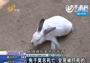 兔子怎么变成人了视频,穿越时空的奇幻之旅-第1张图片-成人抖抈app