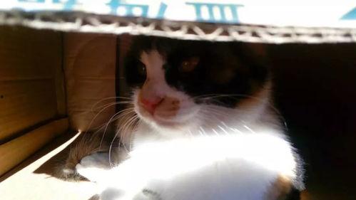 兔子怎么变成人了视频,穿越时空的奇幻之旅-第2张图片-成人抖抈app