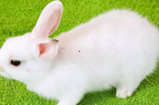 兔子怎么变成人了视频,穿越时空的奇幻之旅-第3张图片-成人抖抈app