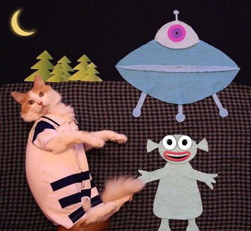 猫变成人画像视频,揭秘猫咪变身奇幻之旅-第1张图片-成人抖抈app