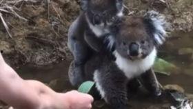 猫变成人画像视频,揭秘猫咪变身奇幻之旅-第2张图片-成人抖抈app