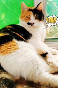 猫变成人画像视频,揭秘猫咪变身奇幻之旅-第3张图片-成人抖抈app