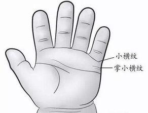 成人按摩上肢部位视频,轻松缓解疲劳，焕发活力-第1张图片-成人抖抈app