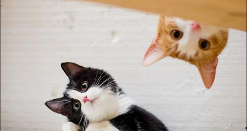 泡泡猫化成人的样子视频,萌态可掬的奇幻变身记-第2张图片-成人抖抈app