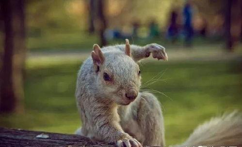 松鼠化成人形逃跑视频,动物界的“变形记”-第1张图片-成人抖抈app