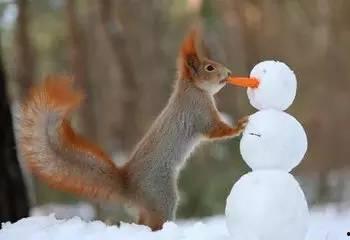 松鼠化成人形逃跑视频,动物界的“变形记”-第3张图片-成人抖抈app