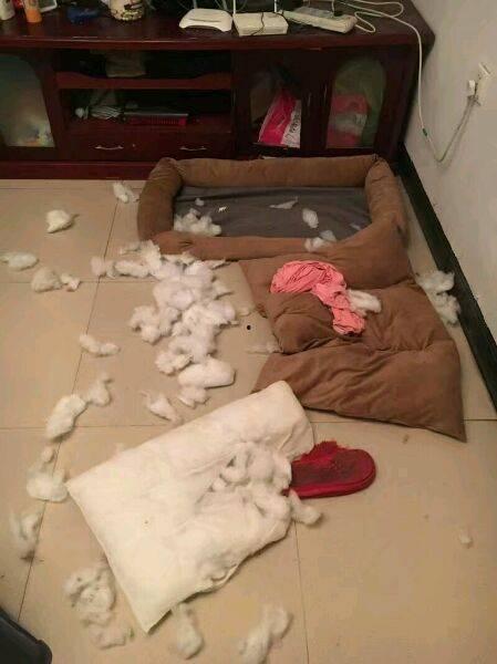 成人床上拉屎视频大全集,真实生活片段大合集-第1张图片-成人抖抈app