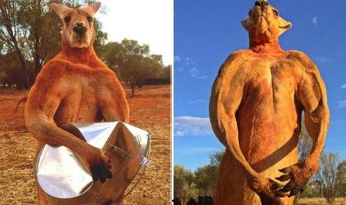 成人袋鼠搬球视频大全集,成人袋鼠搬球技能大比拼-第2张图片-成人抖抈app