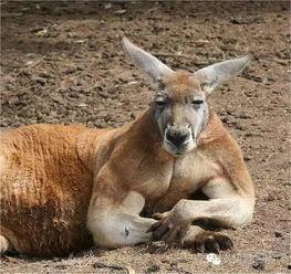 成人袋鼠搬球视频大全集,成人袋鼠搬球技能大比拼-第3张图片-成人抖抈app