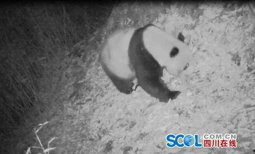 熊猫拍视频成人,记录成长，演绎人生精彩瞬间-第1张图片-成人抖抈app