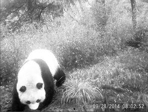 熊猫拍视频成人,记录成长，演绎人生精彩瞬间-第2张图片-成人抖抈app