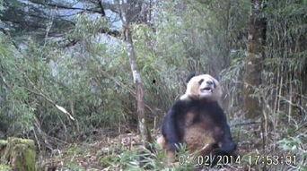 熊猫拍视频成人,记录成长，演绎人生精彩瞬间-第3张图片-成人抖抈app