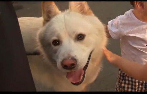 把狗变成人的视频,狗狗变人奇幻之旅-第1张图片-成人抖抈app