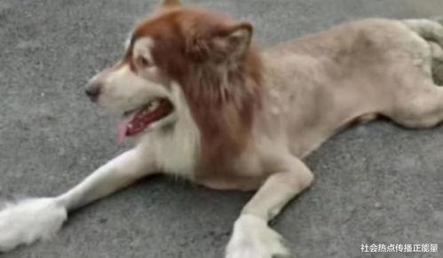 把狗变成人的视频,狗狗变人奇幻之旅-第3张图片-成人抖抈app