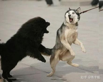 成人模仿哈士奇视频,萌宠演绎搞笑瞬间-第1张图片-成人抖抈app