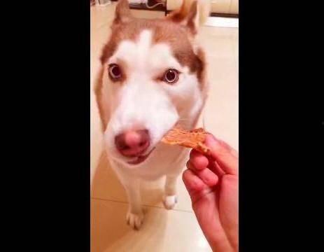 成人模仿哈士奇视频,萌宠演绎搞笑瞬间-第2张图片-成人抖抈app