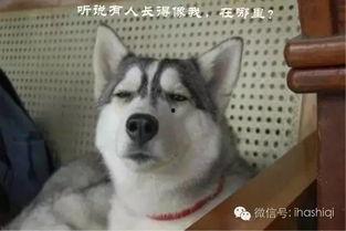 成人模仿哈士奇视频,萌宠演绎搞笑瞬间-第3张图片-成人抖抈app